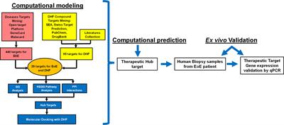 Computational analysis to define efficacy & molecular mechanisms of 7, 4’- Dihydroxyflavone on eosinophilic esophagitis: Ex-vivo validation in human esophagus biopsies